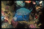 Boxfish, Solor 01 male, Ostracion solorensis