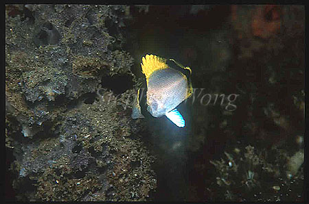 Butterflyfish, Chaetodon 01 2cm baby, species to be identified