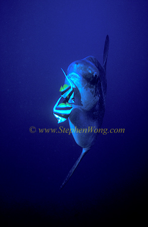 Butterflyfish, Long fin Bannerfish 01 cleaning Mola Mola 0705