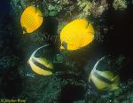 Butterflyfish, Masked Butterfly & Bannerfish 01a