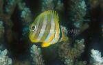 Butterflyfish, Ocellated Coralfish 01 juvenile