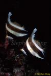 Butterflyfish, Pennant Bannerfish 01 Heniochus chrysostomus 080203