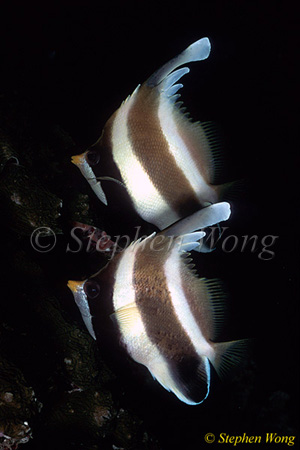 Butterflyfish, Pennant Bannerfish 02 Heniochus chrysostomus 080203