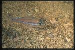 Cardinal fish, 02 Apogon, nocturnal color (slept)