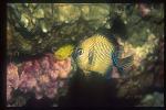 Damselfish, Indian Humbug 03, D.carneus servicing by cleaner