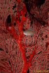 Damselfish, Scaly Chromis, C.lepidolepis 01 on seafan 080803