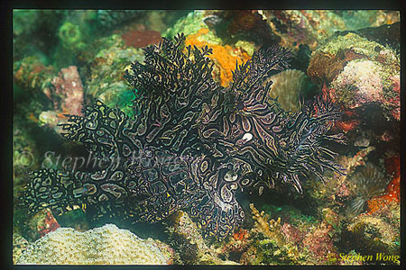 Scorpionfish, Rhinopias aphanes, Lacy 01