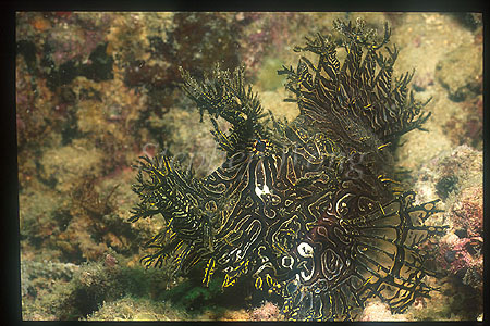 Scorpionfish, Rhinopias aphanes, Lacy 02