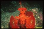 Scorpionfish, Rhinopias frondosa, Weedy 01