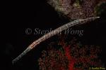Trumpet Fish, juvenile 03 Aulostomus chinensis 080803