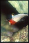 Wrasse, Bi-color Parrotfish 01 baby