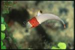 Wrasse, Bi-color Parrotfish 02 baby