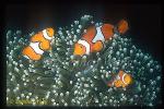 Eastern Clownfish 01 trio, A. percula