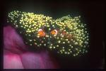 Eastern Clownfish 02, Amphiprion percula