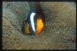 Orange-fin Anemonefish 01, Amphiprion chrysopterus & shrimps