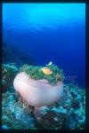 Pink Anemonefish 03 & host anemone