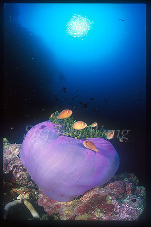 Pink Anemonefish 04 & host anemone