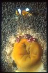 Saddleback Anemonefish 01, A.polymnus & Porcelain Crab