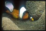 Saddleback Anemonefish 02, adult & baby, Amphiprion polymnus