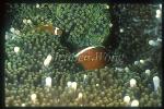 Orange (A.sandaracinos) & White Bonnet baby (A.leucokranos) Anemonefishes 01
