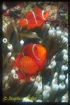 Spine-cheek Anemonefish, Premnas biaculeatus 01