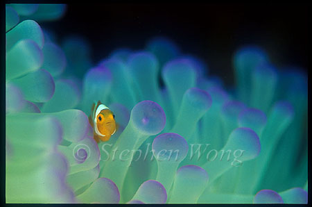 Western Clownfish 01 baby, Amphiprion ocellaris