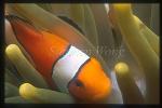 Western Clownfish 03, A.ocellaris