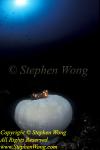 Western Clownfish 05t Amphiprion ocellaris, RA0607 Stephen WONG 010109