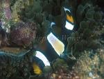 Wide-Band Anemonefish 01 Ampiprion latezonatus, rare