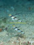 Goby, Black-ray Goby 02 Stonogobiops nematodes, with A.randalli shrimp 0705