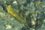 Goby, Black Shrimp Goby, yellow morph 05a 090106