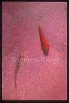 Goby, Cave Goby & Cling Goby on sponge 01