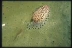 Goby, Cling Goby 07 & Allied Cowry on Leather Coral