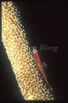 Goby, Cling Goby 09 & parasites on body, on whip