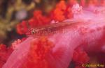 Goby, Cling Goby 12 on soft coral