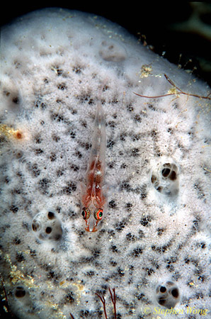 Goby, Cling Goby 14 on sponge 080103