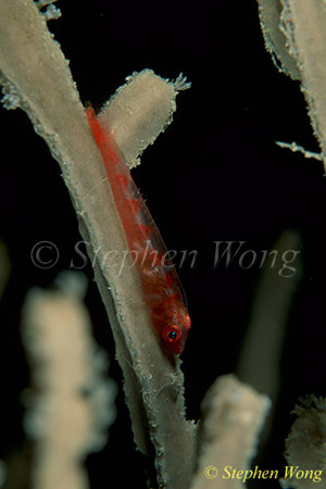 Goby, Cling Goby 17 on leaf sponge 080103