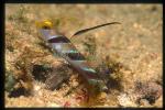 Goby, Black-ray Goby 02 S.nematodes & A.randalli shrimp