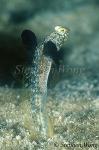 Goby, Jumping Goby, Parkraemeria ornata 01, mating dance