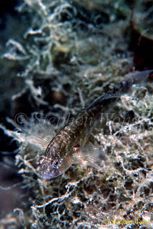 Goby, Kakaban Goby 04 01 080203