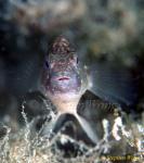 Goby, Kakaban Goby 04 02 080203