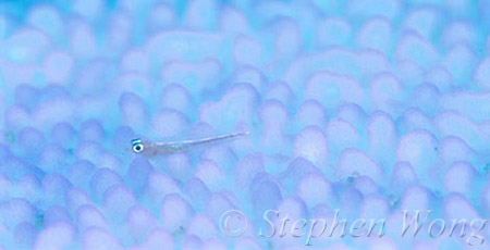 Goby, Many Host Goby 04a on bleaching coral