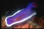 Goby, Micheli Goby 01, on Purple Gilled Nudibranch