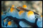 Goby, Micheli Goby 02, on Phyllidia Nudibranch
