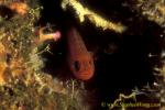 Goby, Pygmy or Cave Goby, Trimma 01 090106