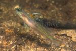 Goby, Shrimp Goby A 01, male