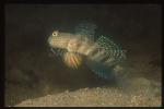 Goby, Singapore Goby 01