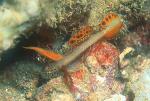 Goby, Spike-finned Goby 01