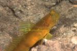 Goby, Ventral-barred Shrimpgoby 03 0705