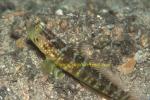 Goby, Ventral-barred Shrimpgoby 04 0705